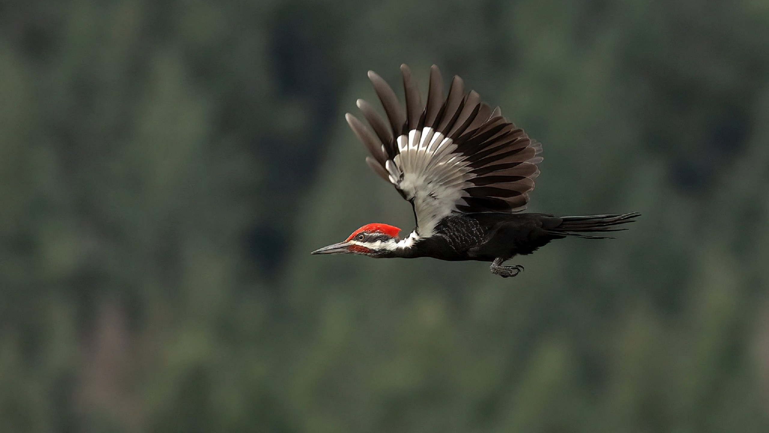 Flight Woodpecker Bird Wallpaper