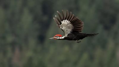 Flight Woodpecker Bird wallpaper