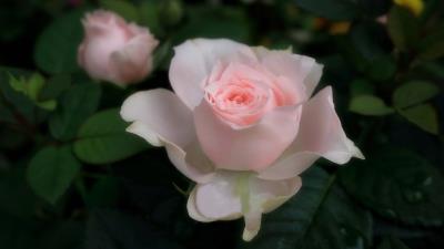 Flowers Leaves Pink Roses Drops wallpaper