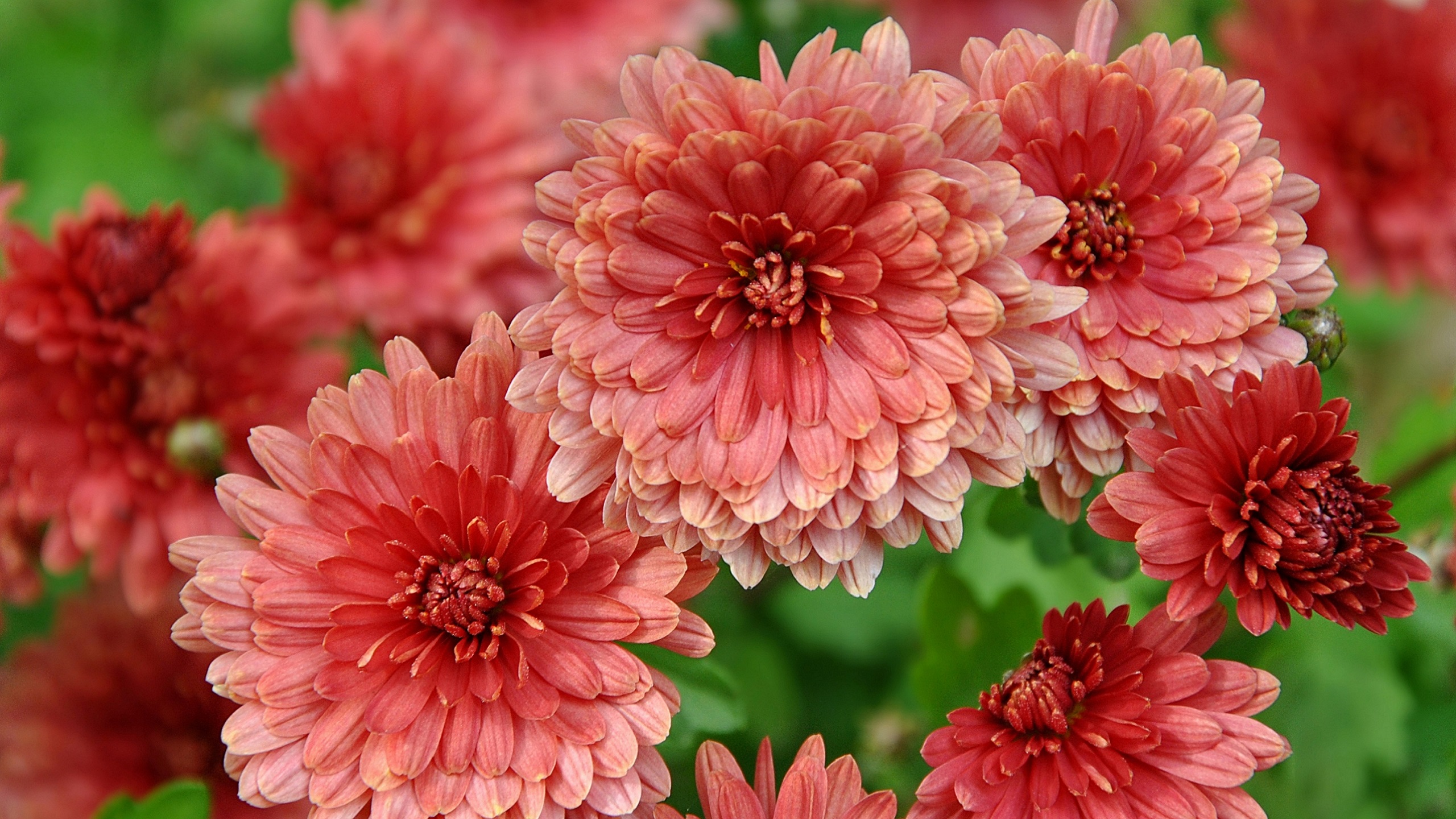 Flowers Nature Crimson red Petals Chrysanthemum Wallpaper