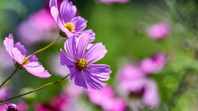 Flowers Pink Spring Garden wallpaper