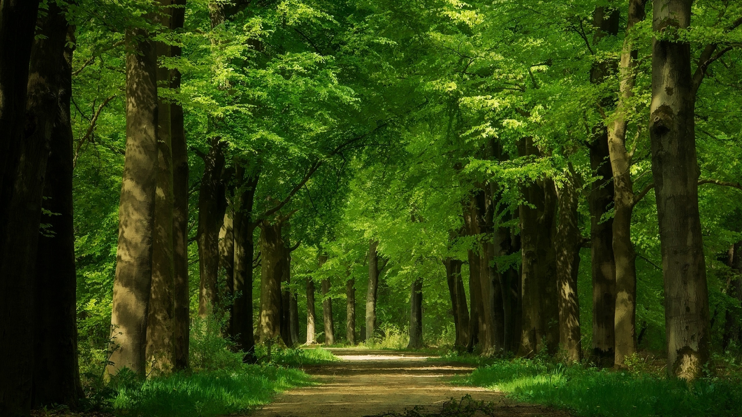 Forest Trees Green Trunks Road Alley Wallpaper