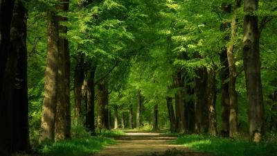 Forest Trees Green Trunks Road Alley wallpaper