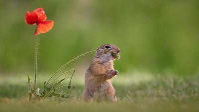 Gopher Rodent Animal wallpaper