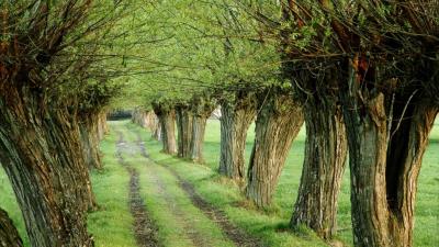 Green Grass Path Nature Lane Trees wallpaper