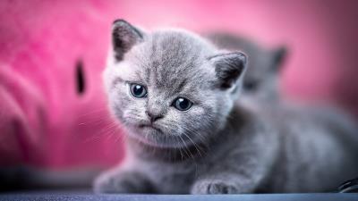 Grey Kitty wallpaper