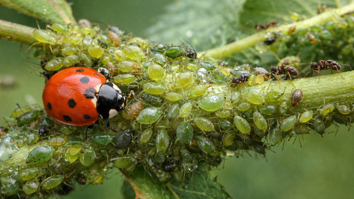 Aphids insects clustered on green plant leaves causing damage