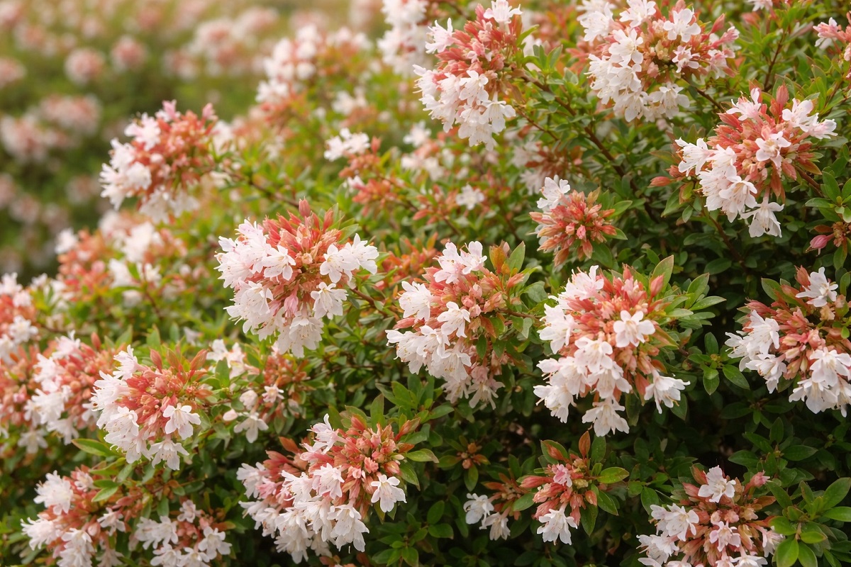 Healthy Abelia plant with spiky leaves in a garden