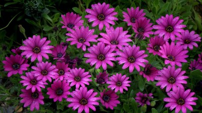 African Daisy growing in garden with green foliage and flowers