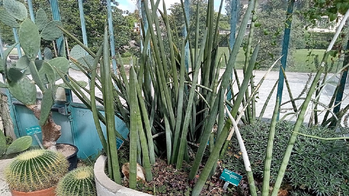 Healthy African Spear plant with spiky leaves in a garden