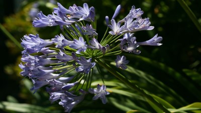 Agapanthus growing in garden with green foliage and flowers