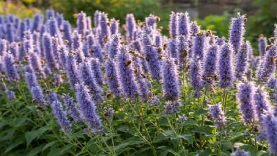 Agastache growing in garden with green foliage and flowers