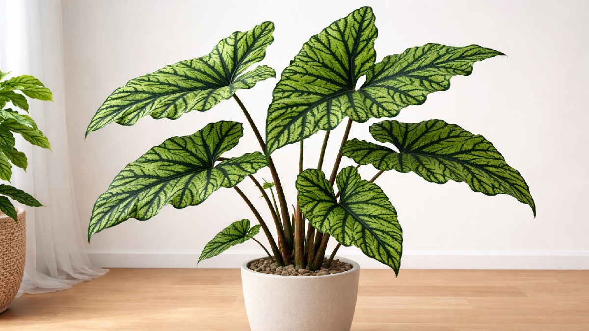 Healthy Alocasia Jacklyn plant with spiky leaves in a garden