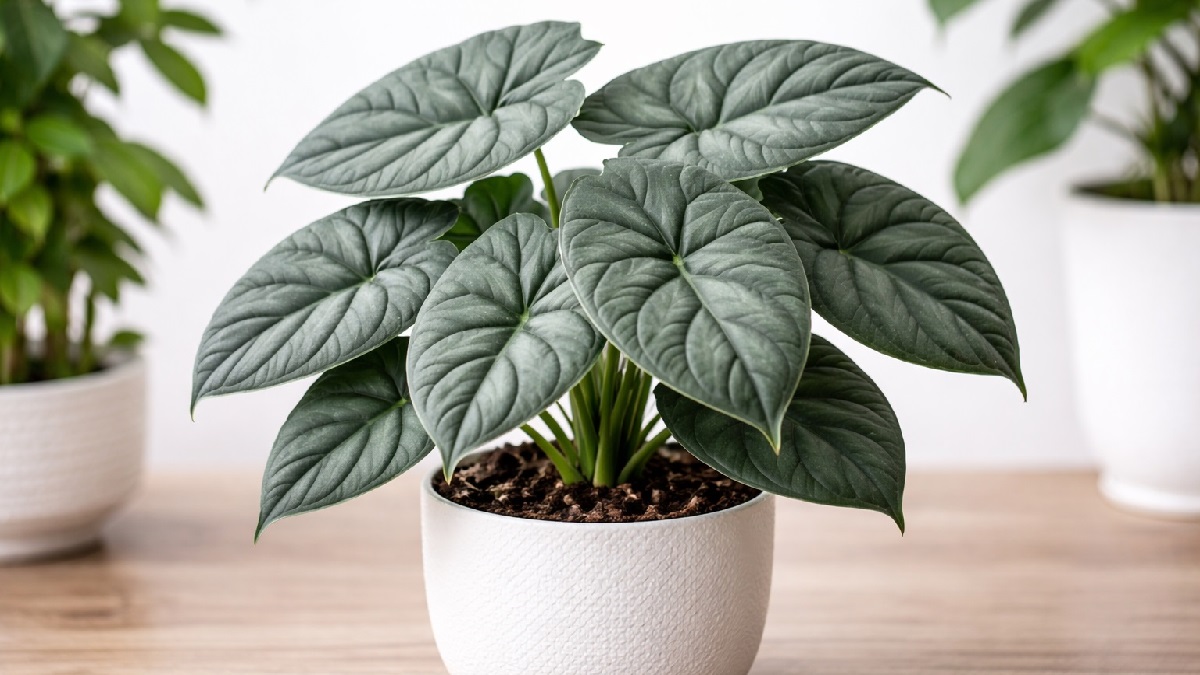 Healthy Alocasia Maharani plant with spiky leaves in a garden