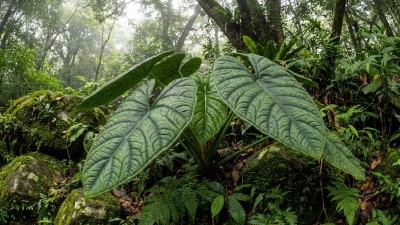 Alocasia Melo growing in garden with green foliage and flowers