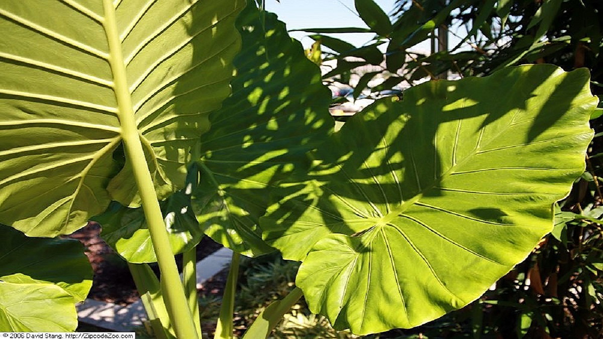 Healthy Alocasia Odora plant with spiky leaves in a garden