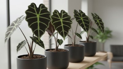 Alocasia Polly growing in garden with green foliage and flowers