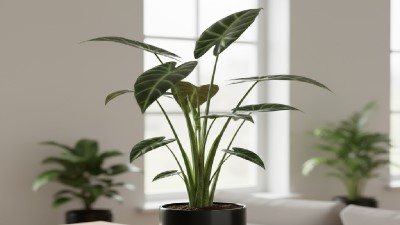Healthy Alocasia Zebrina plant with large green heart-shaped leaves and striped stems