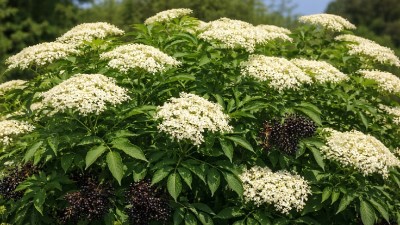 Healthy American elderberry (Sambucus canadensis) shrub growing in a garden