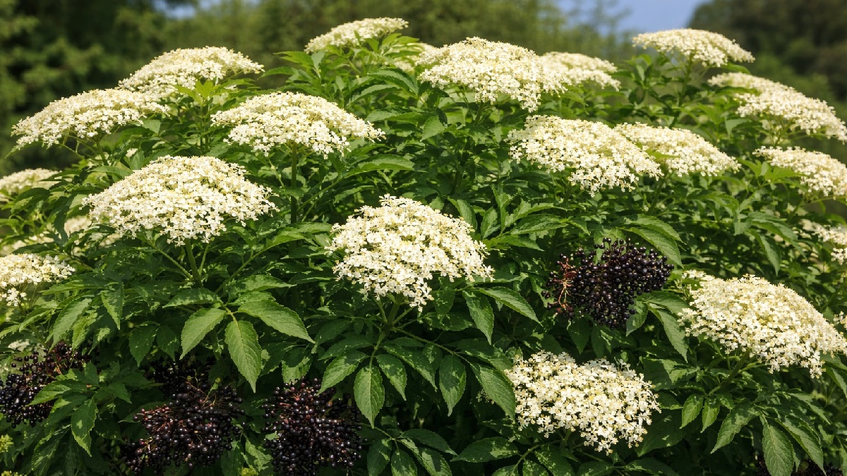 Healthy American elderberry (Sambucus canadensis) shrub growing in a garden