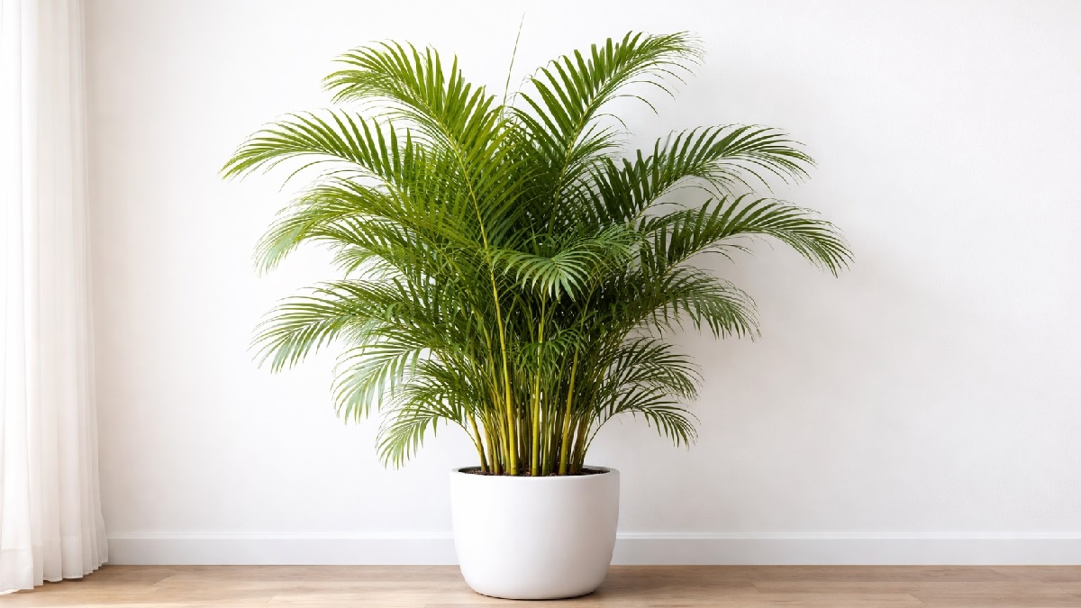 Healthy Areca palm (Dypsis lutescens) with feathery green fronds growing in bright light