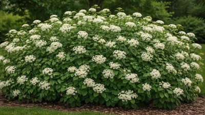 Healthy Arrowwood Viburnum shrub with white spring flowers growing in a garden