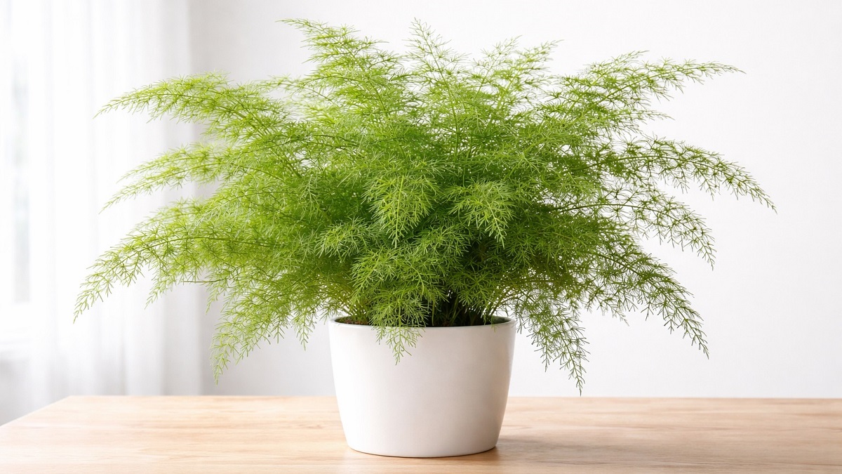 Healthy asparagus fern (Asparagus densiflorus) with feathery green foliage growing in a container garden