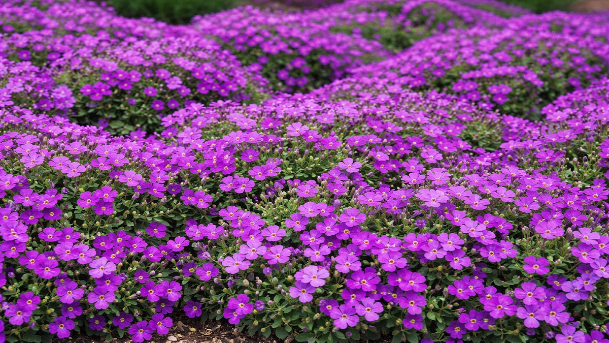 Aubrieta (Aubrieta deltoidea) plant with purple flowers cascading over rocks