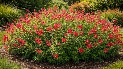 Autumn Sage (Salvia greggii) plant with red tubular flowers attracting hummingbirds and pollinators