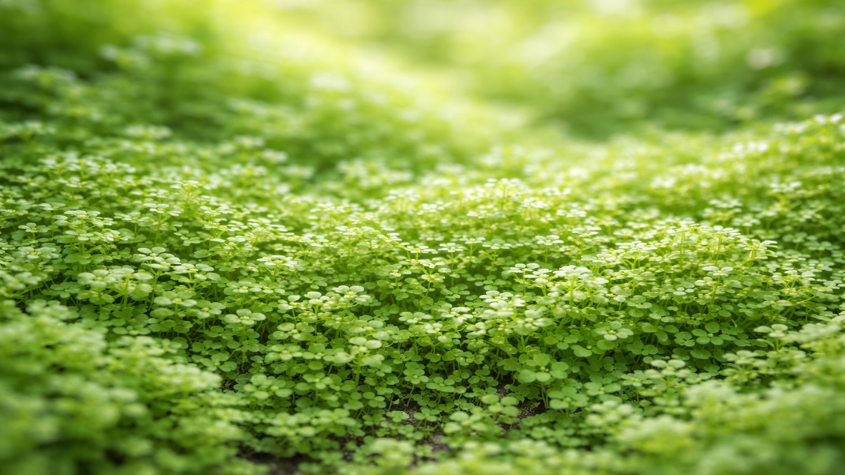 Baby Tears plant (Soleirolia soleirolii) with dense green foliage growing in a pot