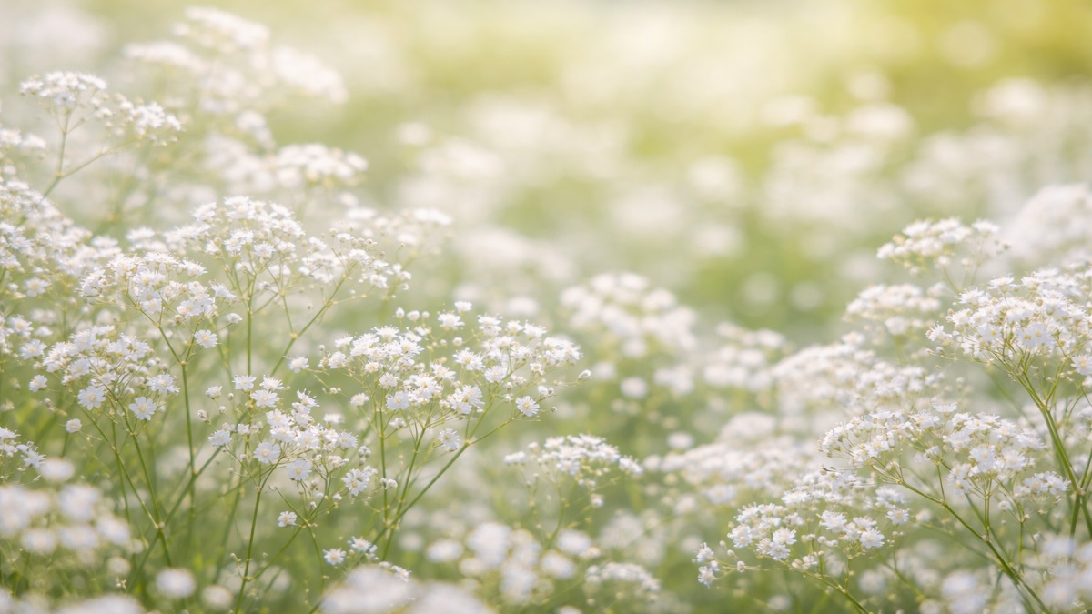 Baby’s Breath (Gypsophila) flowering in garden with delicate white blooms