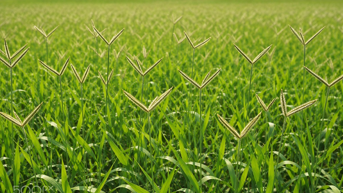 Bahia grass lawn with Y-shaped seed heads growing in sunny landscape