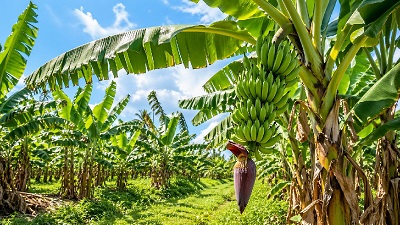 Healthy banana tree plant with large green leaves growing in tropical garden