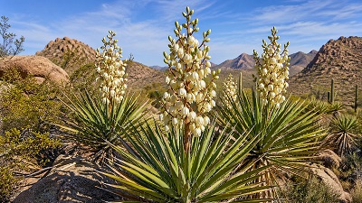 Banana Yucca plant (Yucca baccata) with spiky leaves in a desert garden setting