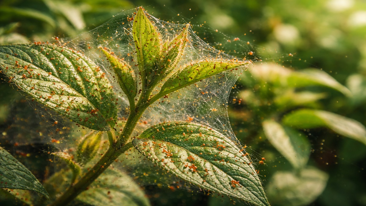 Spider mites on plant leaves with fine webbing damage