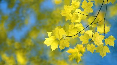 Autumn Leaves HD wallpaper