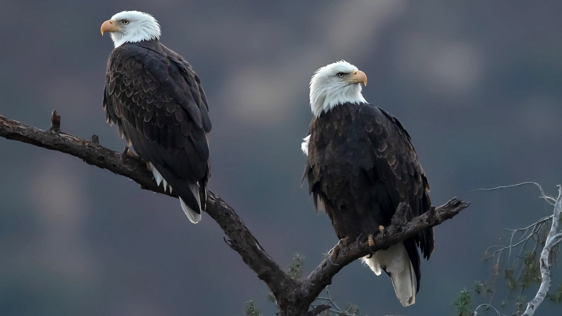 Bald Eagles HD Wallpaper