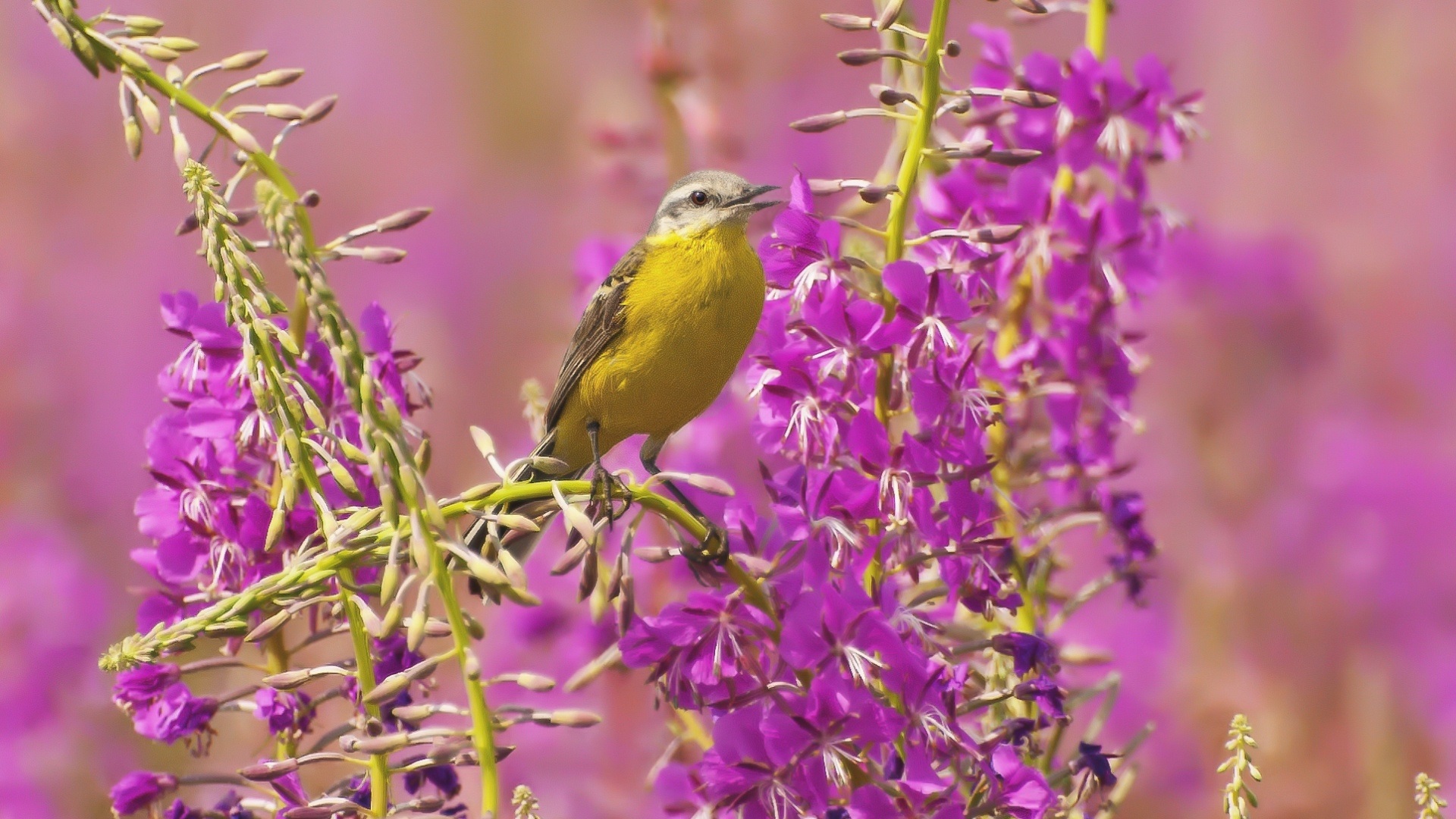 Bird Flower Yellow Nature HD Wallpaper