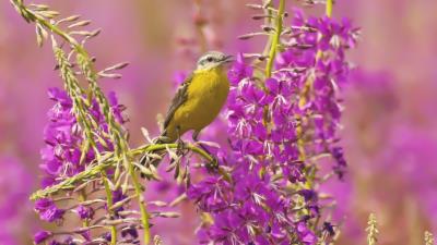 Bird Flower Yellow Nature HD wallpaper