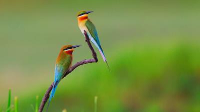 Birds On Branch wallpaper