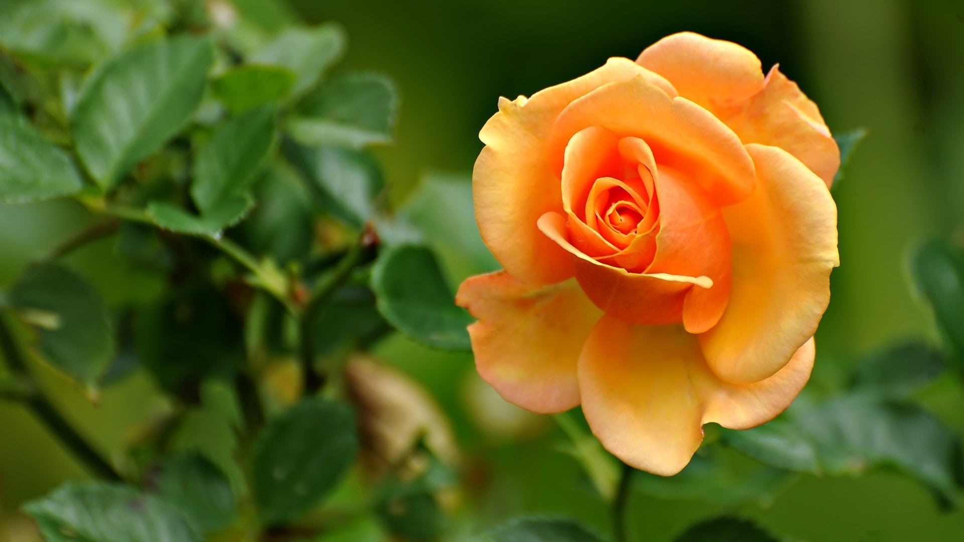 Bud Flower Petals Yellow Rose Wallpaper