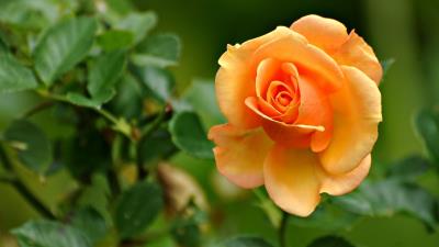 Bud Flower Petals Yellow Rose wallpaper