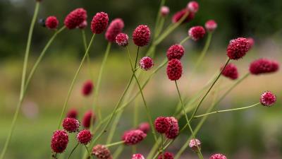 Burnet Plant wallpaper