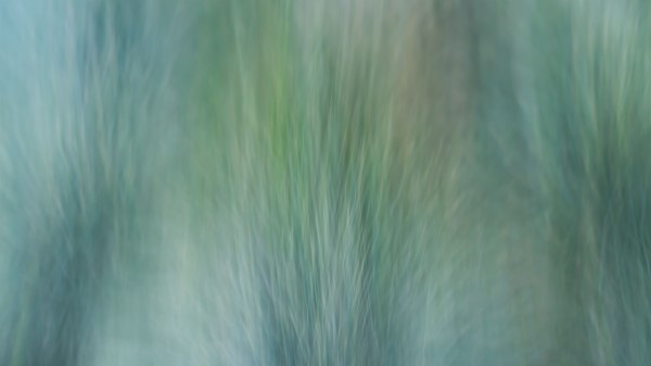 Grass Wind Distortion Wallpaper