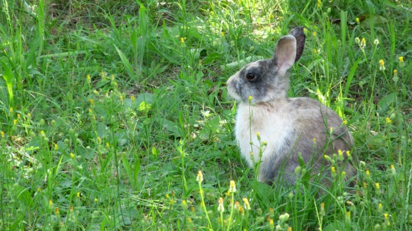 Rabbit Hare Grass Sit wallpaper
