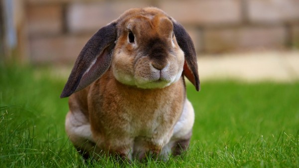 Rabbit Sitting Grass Cute wallpaper