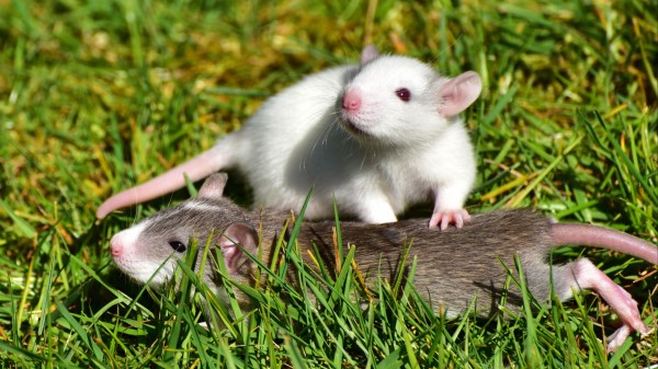 Rat Couple Grass Walk Wallpaper