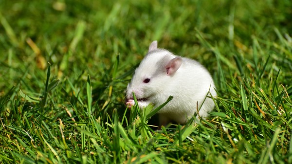 Rat Grass Walk Rodent wallpaper