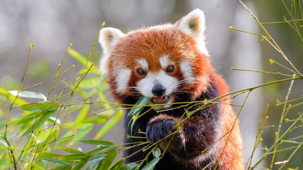 Red Panda Bamboo Animal wallpaper