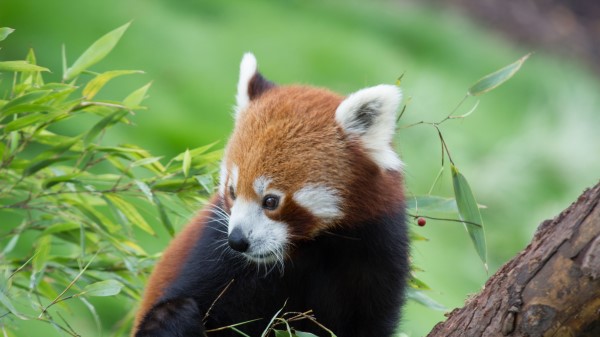 Red Panda Bamboo Cute Wallpaper